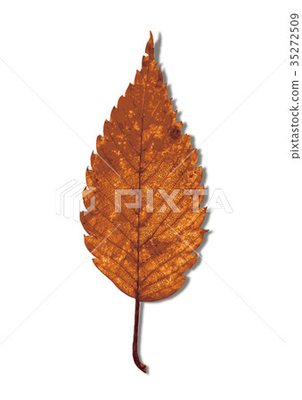 Zelkova autumn leaves 1-3 shadow Zelkova autumn leaves 1-3 shadow 35272509