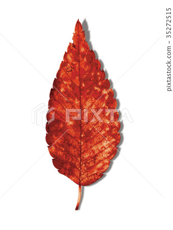 Zelkova autumn leaves 2-4 shadow Zelkova autumn leaves 2-4 shadow 35272515