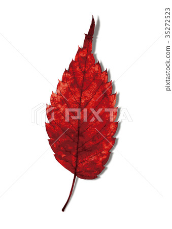 Zelkova autumn leaves 3-5 shadow Zelkova autumn leaves 3-5 shadow 35272523