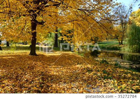 The yellow foliage on trees in Olexandria Park The yellow foliage on trees in Olexandria Park 35272784