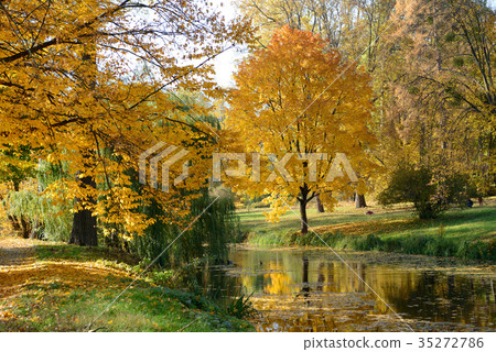 The yellow foliage on trees in Olexandria Park The yellow foliage on trees in Olexandria Park 35272786