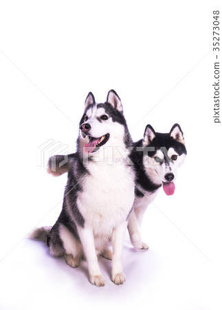 大型犬2犬西伯利亞哈士奇組合 大型犬2犬西伯利亞哈士奇組合 35273048