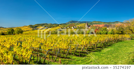 Autumn vineyards in Haut-Rhin - Alsace, France Autumn vineyards in Haut-Rhin - Alsace, France 35274197