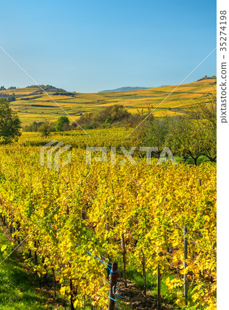 Autumn vineyards in Haut-Rhin - Alsace, France Autumn vineyards in Haut-Rhin - Alsace, France 35274198