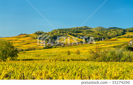 Autumn vineyards in Haut-Rhin - Alsace, France Autumn vineyards in Haut-Rhin - Alsace, France 35274200