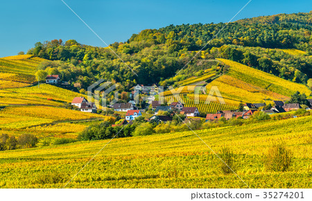 Autumn vineyards in Haut-Rhin - Alsace, France Autumn vineyards in Haut-Rhin - Alsace, France 35274201