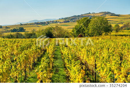 Autumn vineyards in Haut-Rhin - Alsace, France Autumn vineyards in Haut-Rhin - Alsace, France 35274204