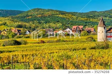 Autumn vineyards in Haut-Rhin - Alsace, France Autumn vineyards in Haut-Rhin - Alsace, France 35274208