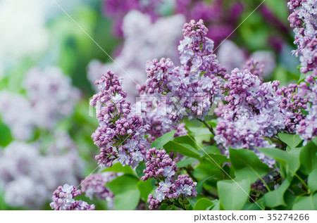 Spring lilac flowers 35274266