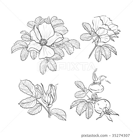 Dog-rose drawing flowers, Hand-drawn Wild Rose 35274307