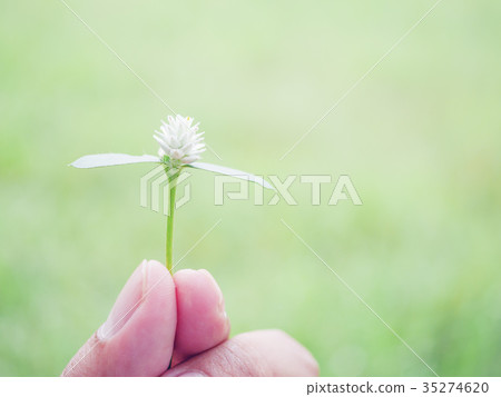 hand holding grass flower in blur green background hand holding grass flower in blur green background 35274620