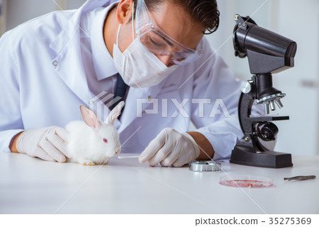 Vet doctor examining rabbit in pet hospital 35275369