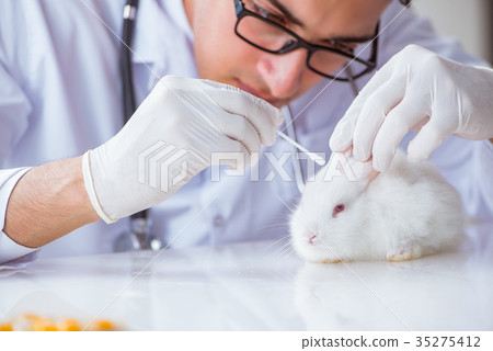Vet doctor examining rabbit in pet hospital 35275412