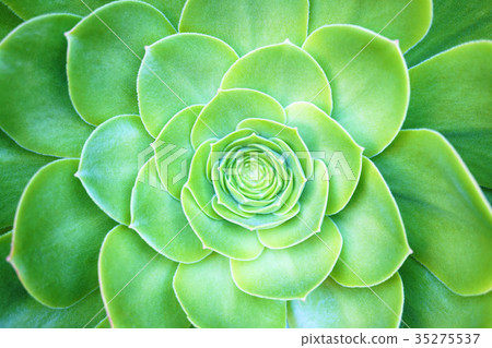 Succulent plants Succulent plants 35275537