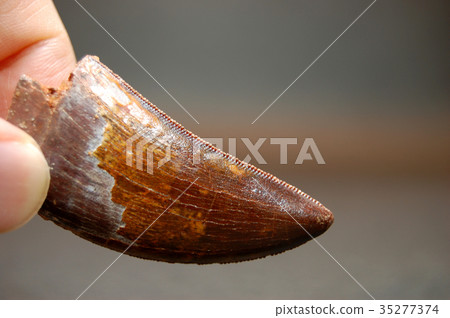 Dinosaur tooth fossil 35277374