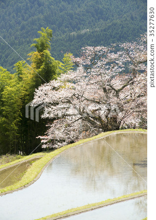 Cherry blossoms in three sides Cherry blossoms in three sides 35277630