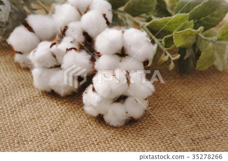 Cotton Flower Cotton Flower 35278266