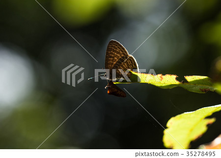 蝴蝶 蝴蝶 35278495