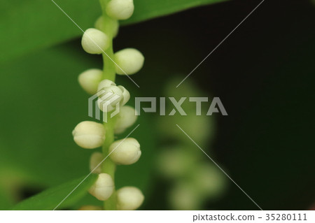 Nature Plant Yamanoimo, a male flower that bloomed in August. Is this a small white flower fully open? 35280111