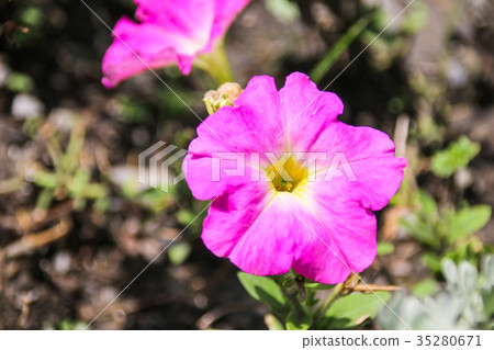 矮牽牛 碧冬茄屬 35280671