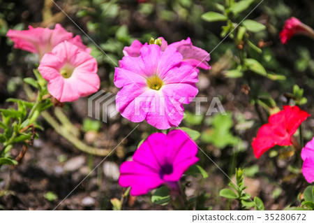 矮牽牛 碧冬茄屬 35280672