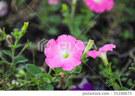 矮牽牛 碧冬茄屬 矮牽牛 碧冬茄屬 35280673