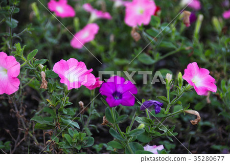 矮牽牛 碧冬茄屬 35280677