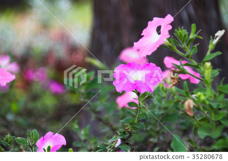 矮牽牛 碧冬茄屬 35280678