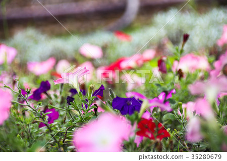 矮牽牛 碧冬茄屬 35280679