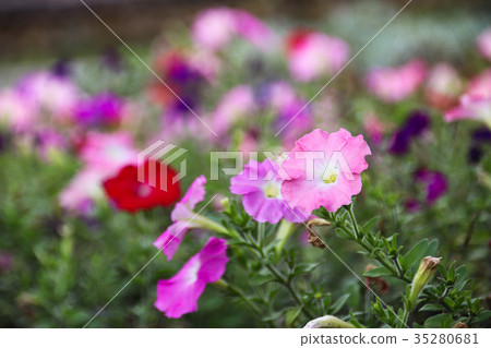 矮牽牛 碧冬茄屬 35280681