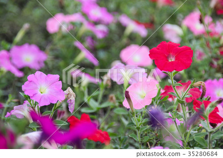 矮牽牛 碧冬茄屬 35280684