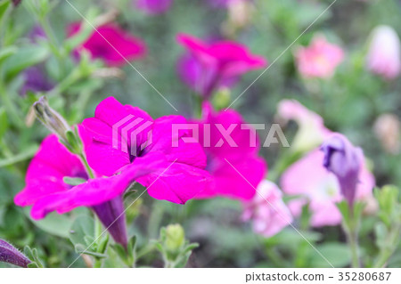 矮牽牛 碧冬茄屬 35280687