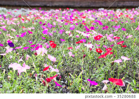 矮牽牛 碧冬茄屬 35280688