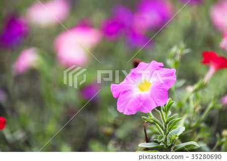 矮牽牛 碧冬茄屬 矮牽牛 碧冬茄屬 35280690