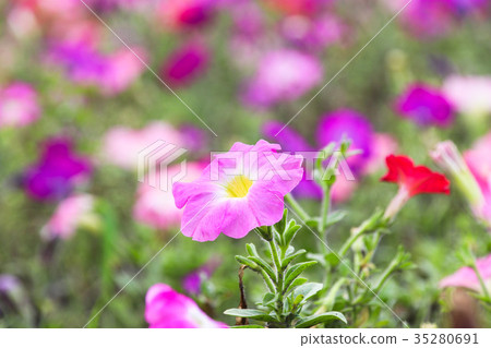 矮牽牛 碧冬茄屬 35280691