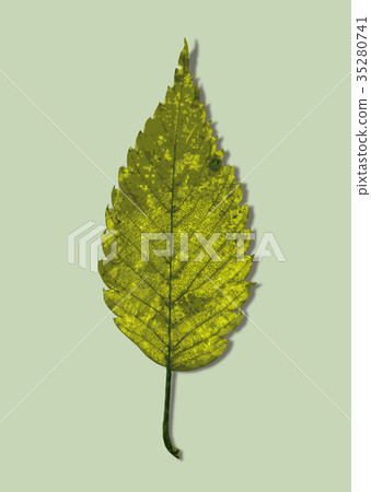 Zelkova秋葉1-1色背 35280741