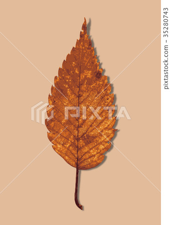 Zelkova autumn leaves 1-3 color back Zelkova autumn leaves 1-3 color back 35280743