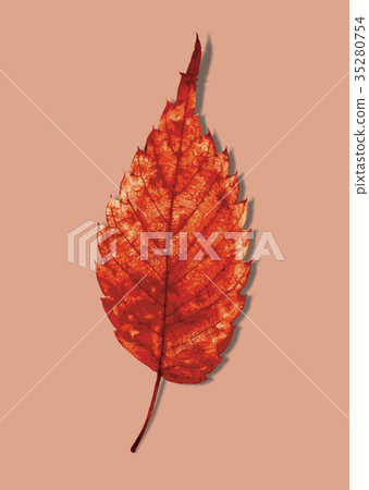 Zelkova autumn leaves 3-4 color back Zelkova autumn leaves 3-4 color back 35280754