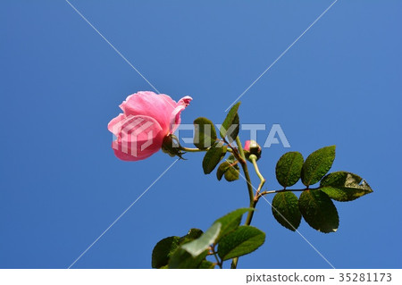 Autumn in the cloudless blue sky Autumn in the cloudless blue sky 35281173