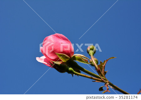 Autumn in the cloudless blue sky Autumn in the cloudless blue sky 35281174