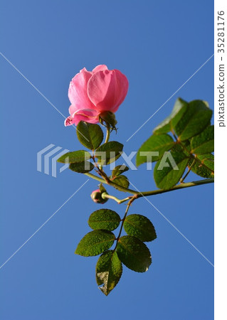 Autumn in the cloudless blue sky Autumn in the cloudless blue sky 35281176