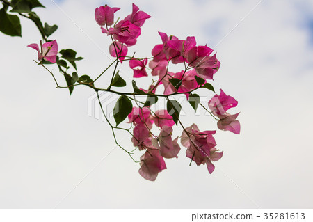 粉紅色的Kuju Shiba也有名字，葉子花，三角花，紅色花 35281613