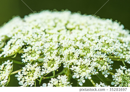 wild carrot wild carrot 35281697