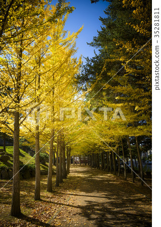 Ginkgo bunches Ginkgo bunches 35281811