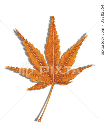 Maple autumn leaves 3-3 shadow Maple autumn leaves 3-3 shadow 35282354