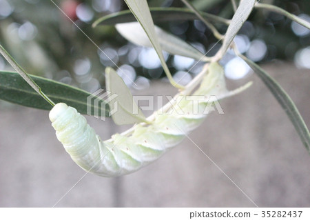 Caterpillar of the moth 35282437