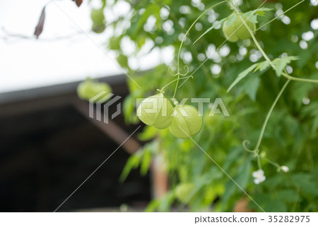 酸漿多年生植物觀賞地燈大豆自然真實植物季節obon hoonokushi城市特色季節藥草 酸漿多年生植物觀賞地燈大豆自然真實植物季節obon hoonokushi城市特色季節藥草 35282975