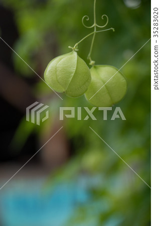 Physalis perennial plant ornamental ground light soja nature real plant seasons obon hoonokushi city feature season medicinal herb Physalis perennial plant ornamental ground light soja nature real plant seasons obon hoonokushi city feature season medicinal herb 35283020