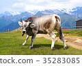 Grazing cow in the Alps Alpine wild cow 35283085