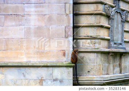 Monkey on wall outside Temple of the Tooth 35283146